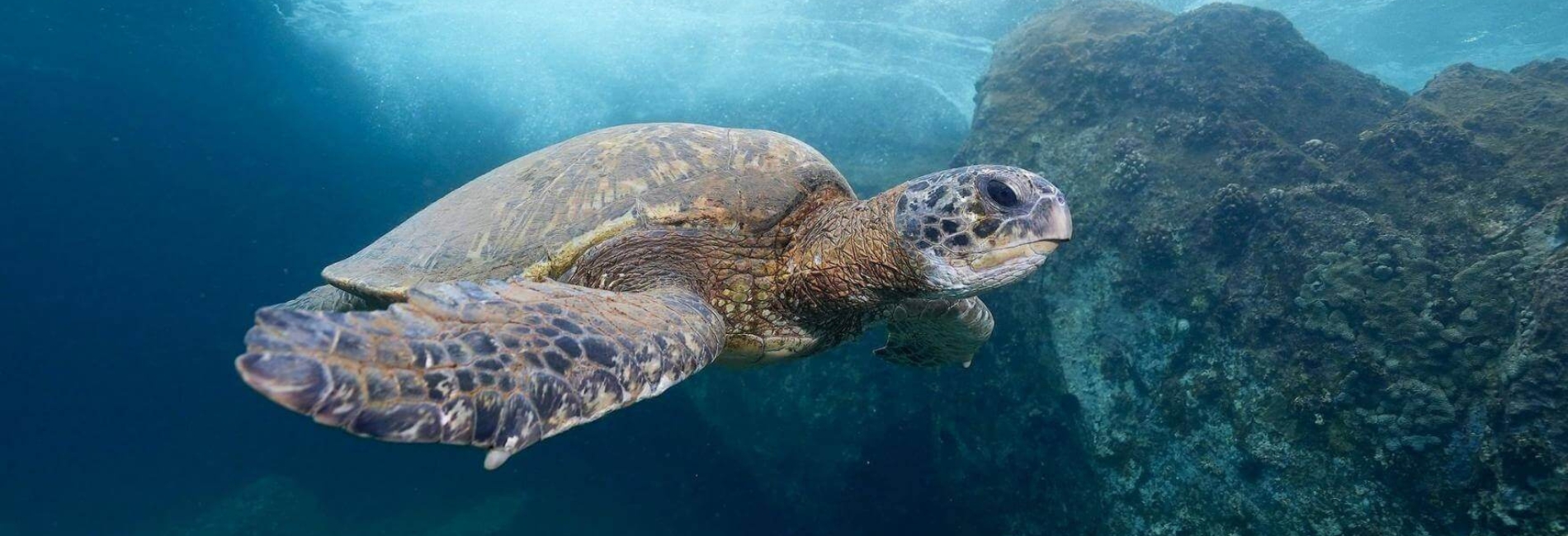 Maui Snorkeling: Olowalu Beach