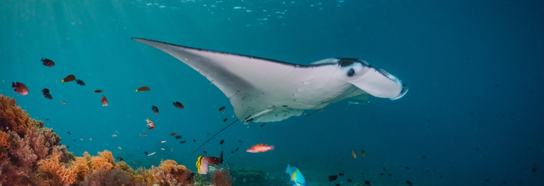 Island Of Hawaii Visitors Guide