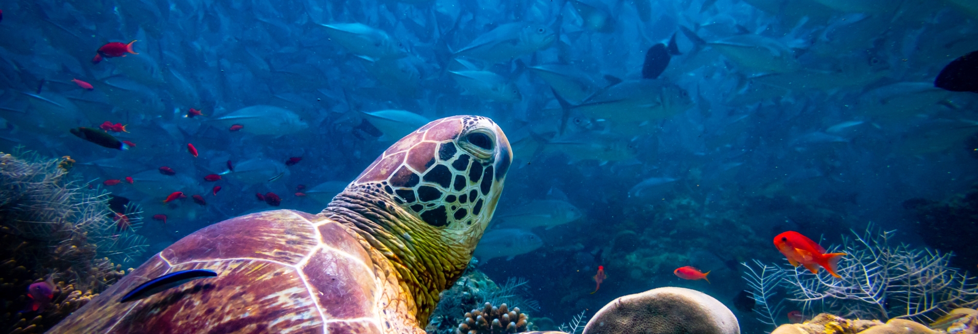 Kauai Visitors Guide