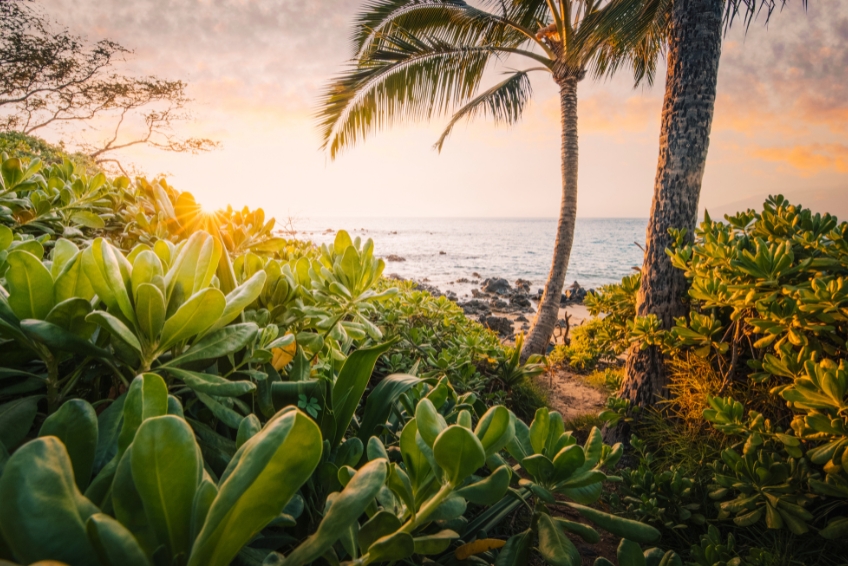 Golden sunset in Kauai, Hawaii with palm trees silhouetted against orange and pink sky, lush tropical plants, and rocky coastline along the Pacific Ocean