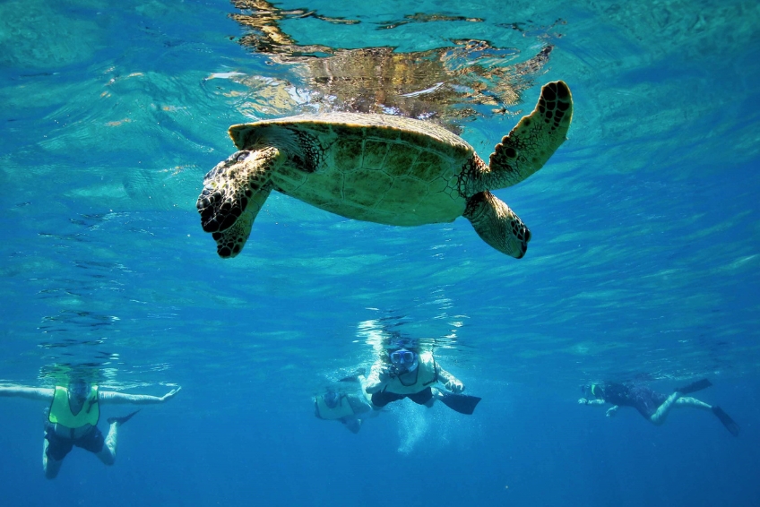 Maui Snorkeling