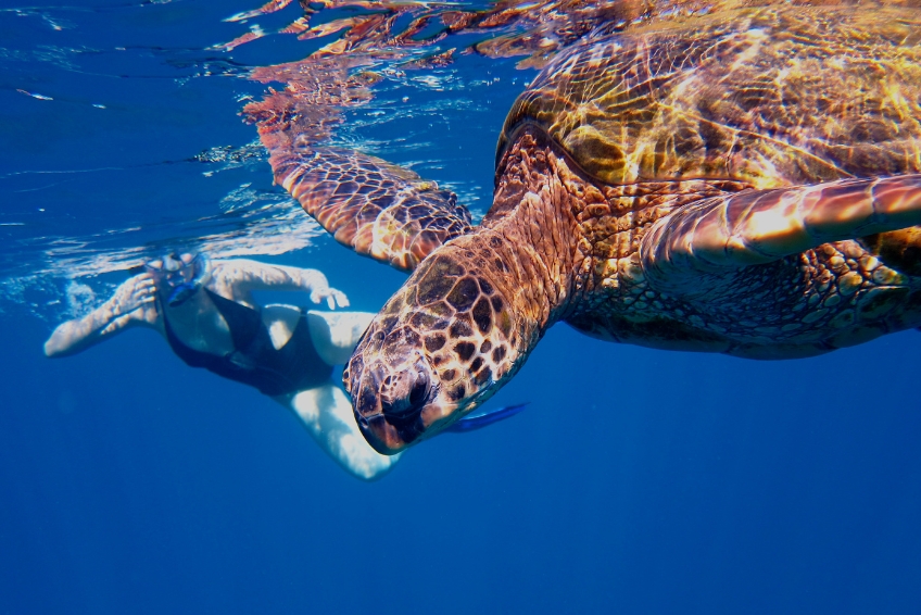 Maui Snorkeling: Turtle Town