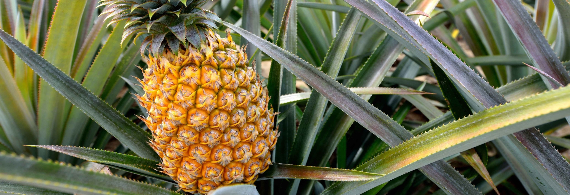 The Best Time To Visit Hawaii