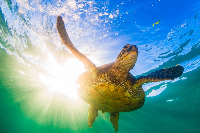 Hawaiian Green Sea Turtle at Kawela Bay in Oahu