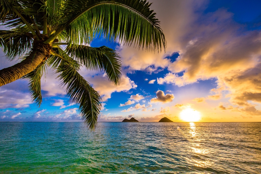 Sunset and Palm Tree at Lanikai Beach Park in Oahu